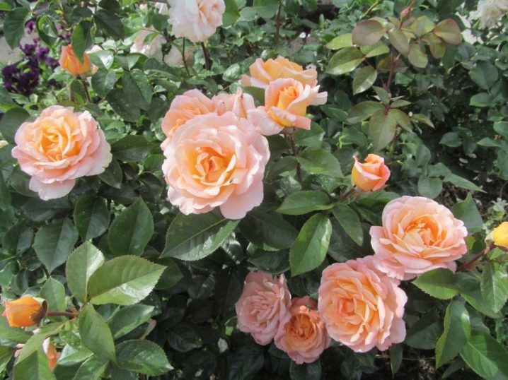 Роза флорибунда розмари роуз фото