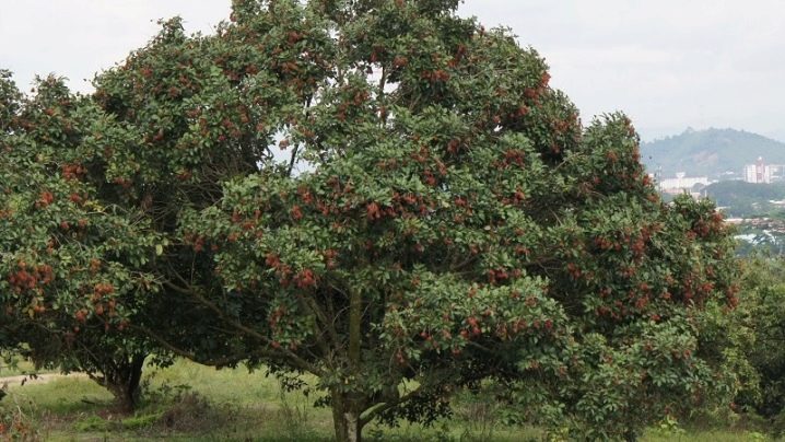 Rambutan tree large
