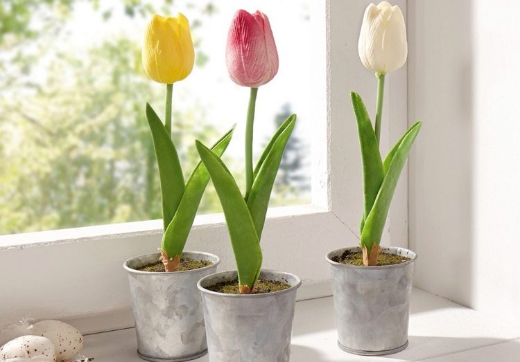 Pěstování tulipánů doma – výběr odrůdy, půdy a vytvoření nezbytných podmínek pro plný rozvoj