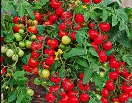 Томат Божья коровка
