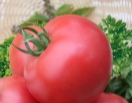 Томат Кукла Маша