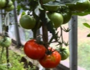 Томат Кумир