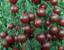 Томат Вишенка черная
