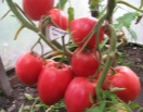 Томат Кенигсберг