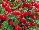 Томат Клюква в сахаре