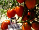 Томат Княгиня
