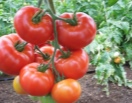 Томат Купец