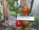 Томат Марьина роща