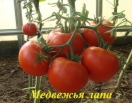 Томат Медвежья лапа