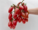 Томат Розовый Котя