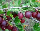 Крыжовник Финик