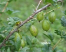 Крыжовник Орфей