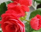 Пеларгония ПАК Вива Розита