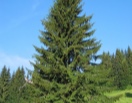 Ель