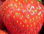Сорта земляники (клубники) — список по алфавиту