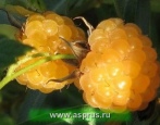 Сорта малины — список по алфавиту