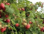 Сорта малины — список по алфавиту