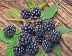 Ежевика Арапахо: описание сорта и характеристики, особенности и ...