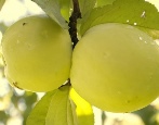 Яблоня Ананасное