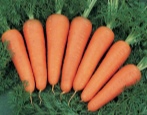 Морковь Канада
