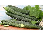Сорта огурцов — список по алфавиту