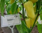 Сорта перца — список по алфавиту