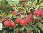 Яблоня Алтайское багряное