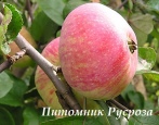 Яблоня Шаропай