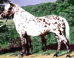 Лошадь Алтайская