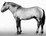 Лошадь Башкирская