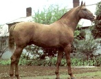 Лошадь Донская