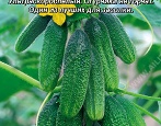 Сорта огурцов — список по алфавиту