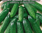 Сорта огурцов — список по алфавиту