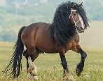 Лошадь Владимирский тяжеловоз