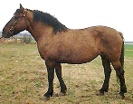 Лошадь Вятская