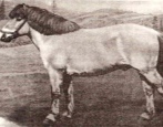 Лошадь Забайкальская