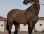 Лошадь Ахалтекинская