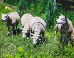 Белтекс порода овец