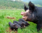Иберийская порода свиней