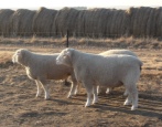 Иль-де-Франс порода овец