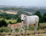 Кианская порода коров