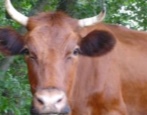 Красногорбатовская порода коров