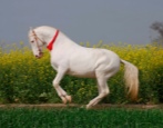 Лошадь Марвари