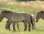 Лошадь Монгольская
