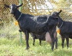 Мурсия-Гранада порода коз