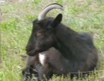 Орловская порода коз