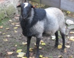 Романовская порода овец