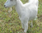 Русская белая порода коз