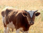 Симментальская порода коров