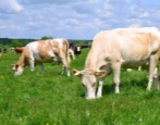 Сычевская порода коров
